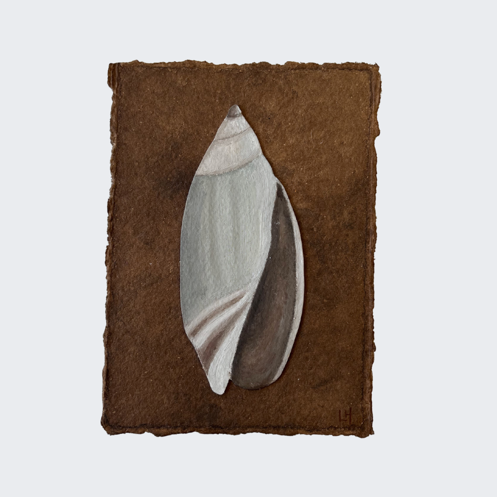 Seashell no. 23