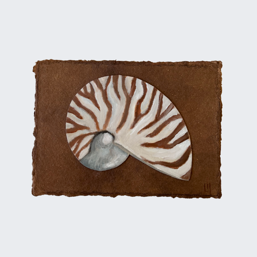Seashell no. 14