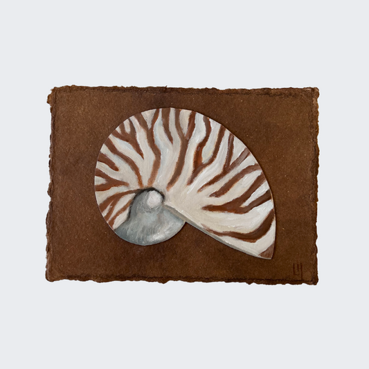 Seashell no. 14