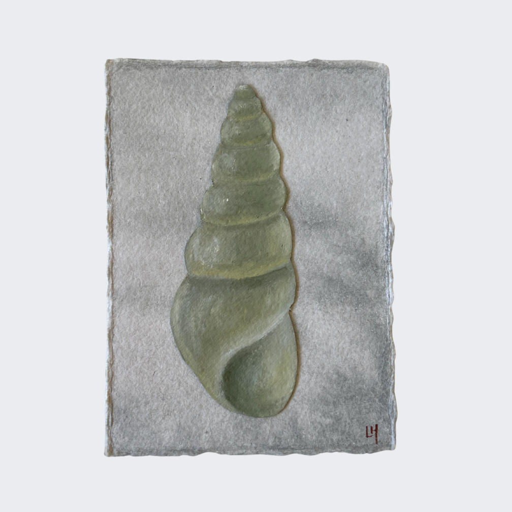 Seashell no. 16