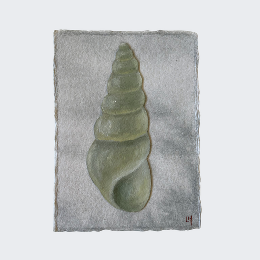 Seashell no. 16