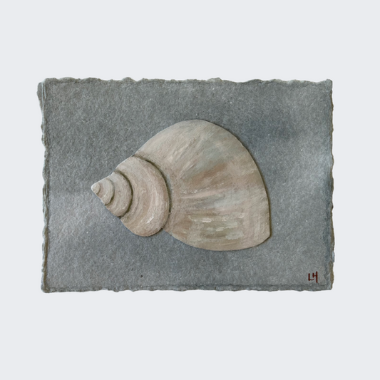 Seashell no. 22