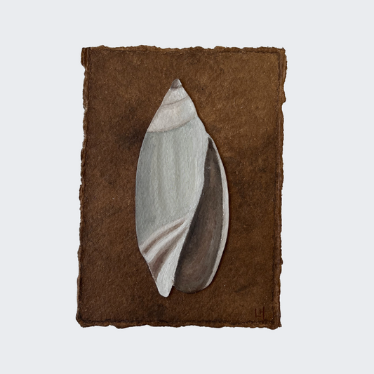 Seashell no. 23