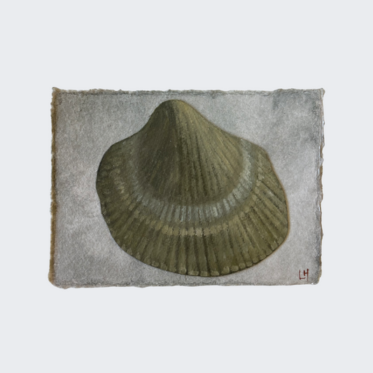 Seashell no. 18