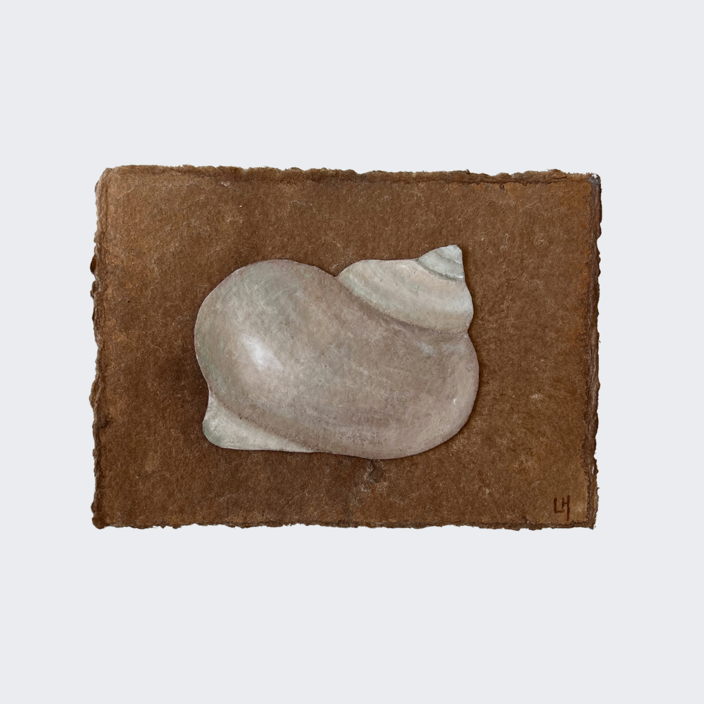Seashell no. 17