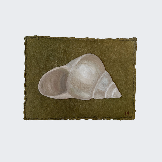 Seashell no. 13