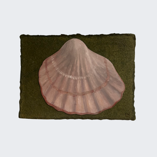 Seashell no. 24